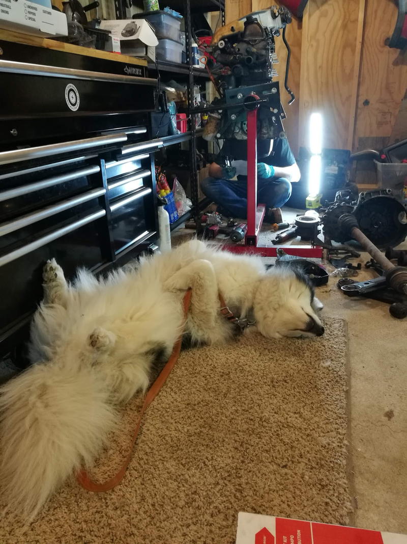 Illustration for article titled Doggo has been ruined :(
